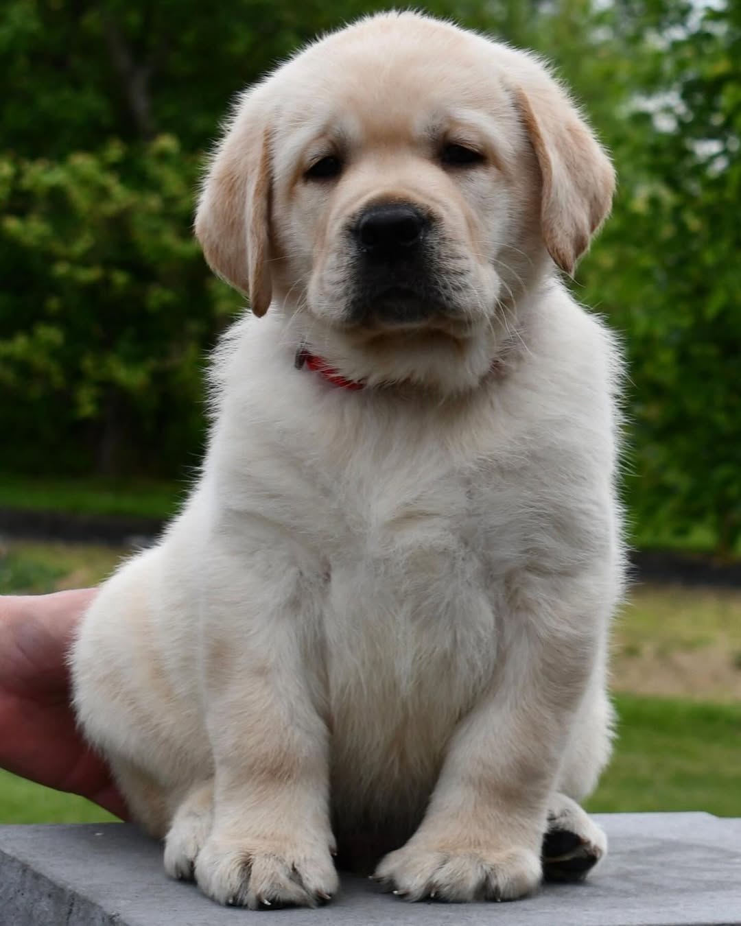 Maple