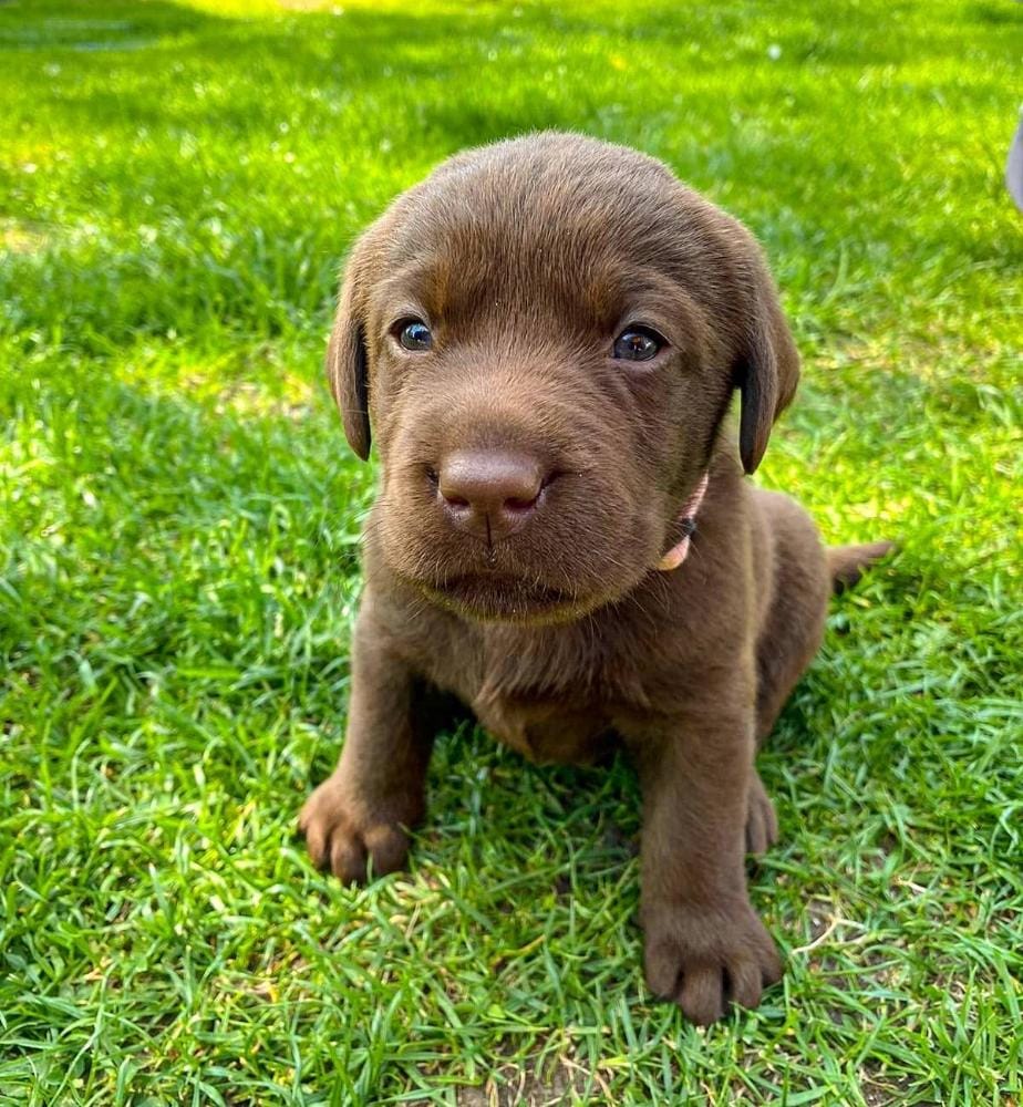 Nala