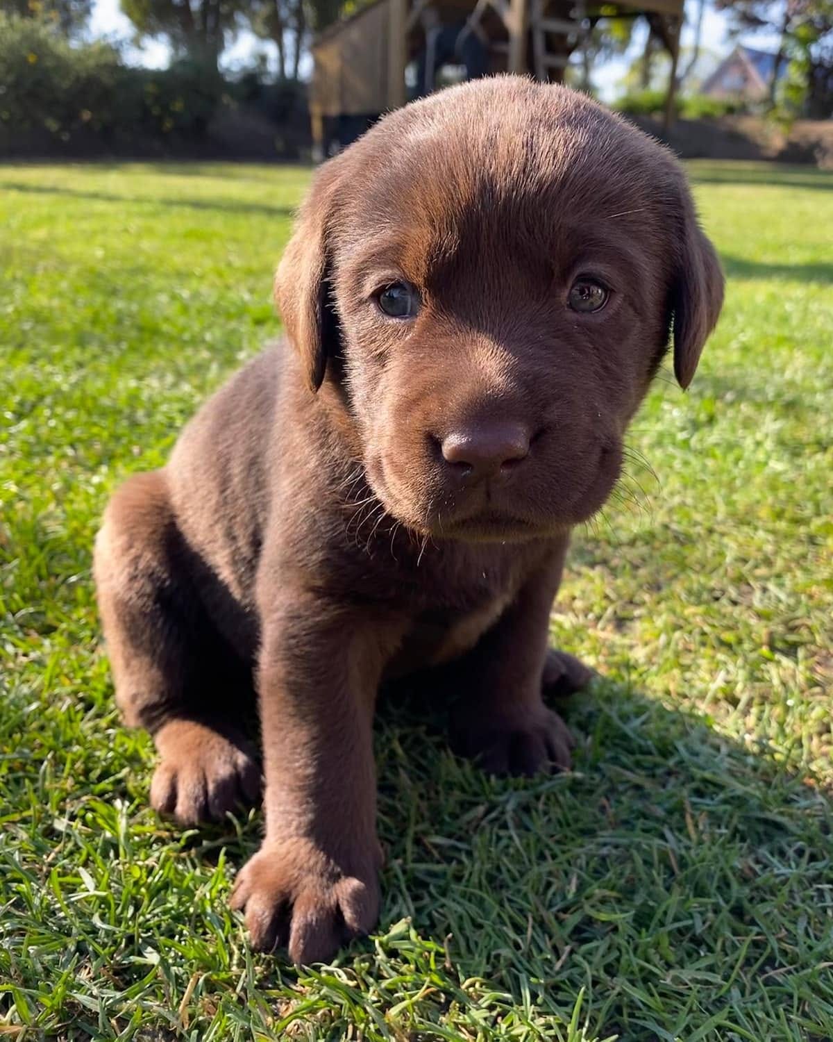 Nala1