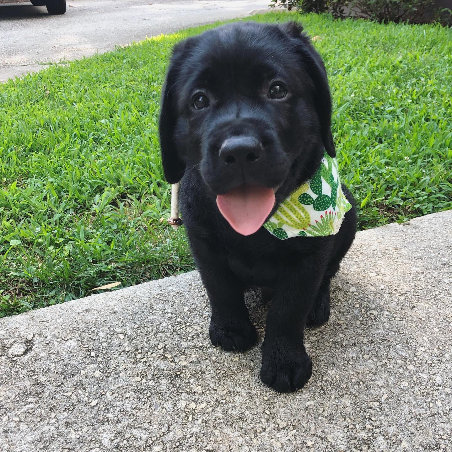 Ryder2